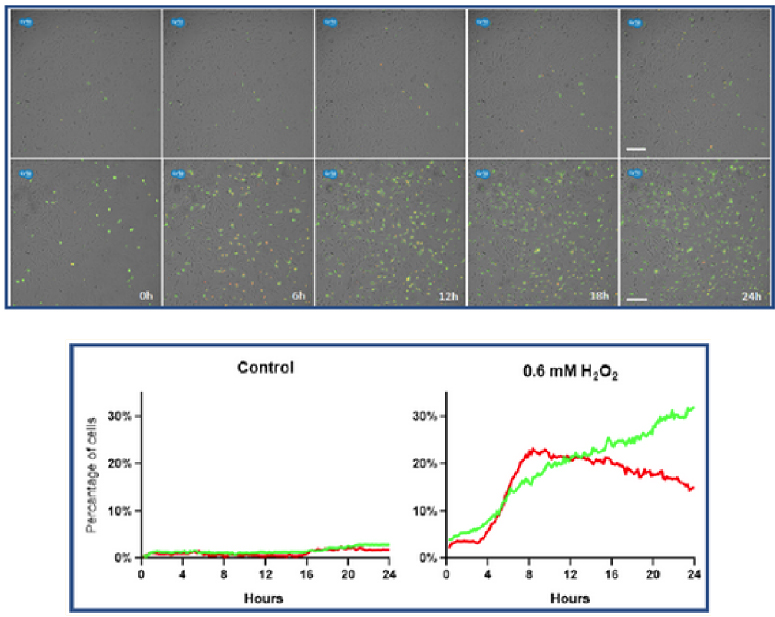 Axion CytoSMART Lux3(ni)ȫԄ(dng)(x)ϵy(tng)ɹ⼚(x)x ƽ