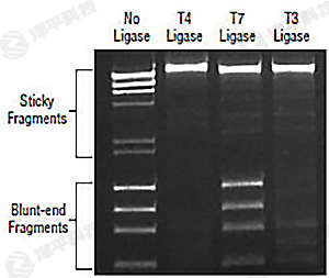 NEB T7 DNA Bø T7 DNA Ligase؛̖M0318 ̱ƽ