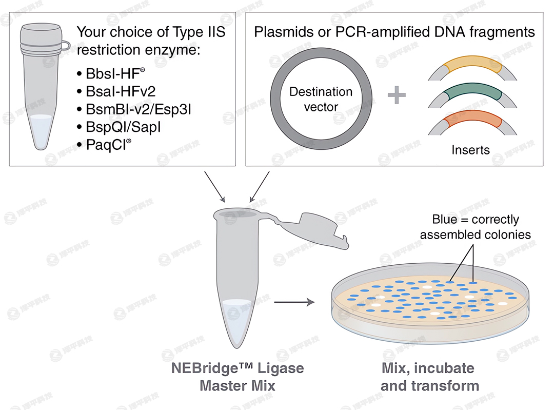 NEBridgeBøAҺ NEBridge Ligase Master Mix؛̖M1100 ̱ƽ